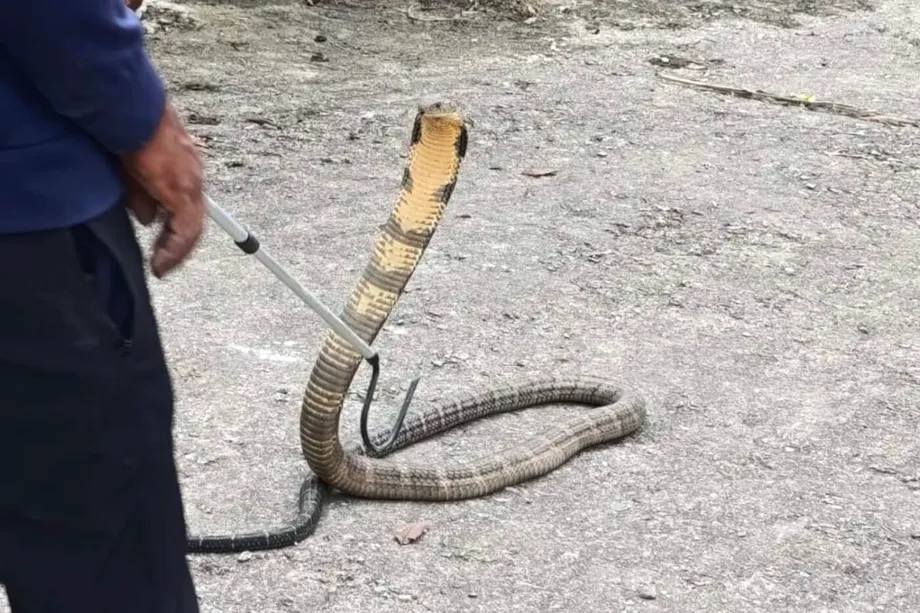 Umaangkop ang mga Makamandag na Ahas sa Matataas na Lugar sa Nepal: Nagdudulot ng Bagong Panganib ang Pagbabago ng Klima