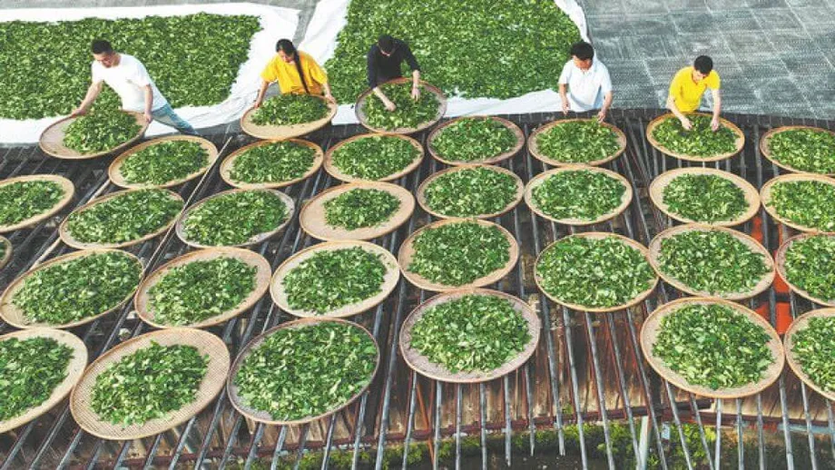Tsaa sa Batong Wuyi: Tradisyon, Inobasyon, at ang Matibay na Pamana ng Kayamanang Oolong ng China
