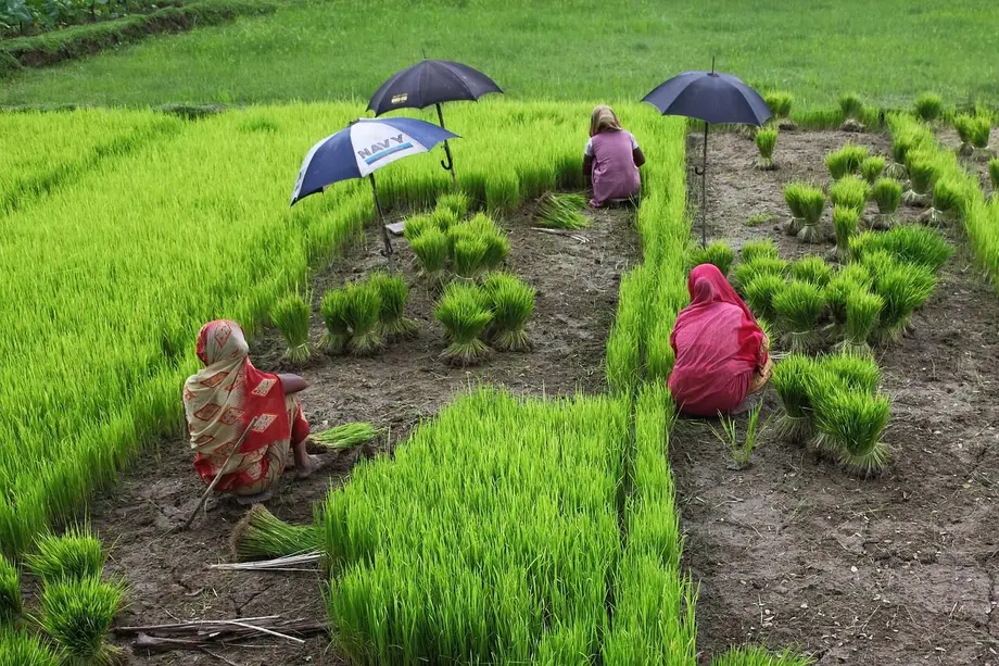bangladesh, women, rice, green rice, bangladesh, bangladesh, bangladesh, bangladesh, bangladesh