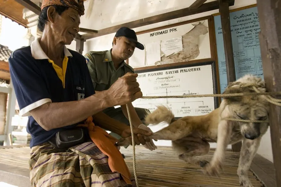 Idineklarang Rabies Red Zone ang mga Sikat na Lugar-Panturista sa Bali: Dapat Malaman ng mga Turista at Lokal Habang Dumarami ang mga Kaso