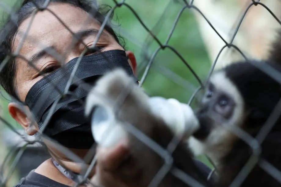 Paglabag sa mga Hadlang: Nangunguna ang mga Katutubong Babaeng Tanod-gubat ng Malaysia sa Laban para Iligtas ang mga Nanganganib na Gibbon