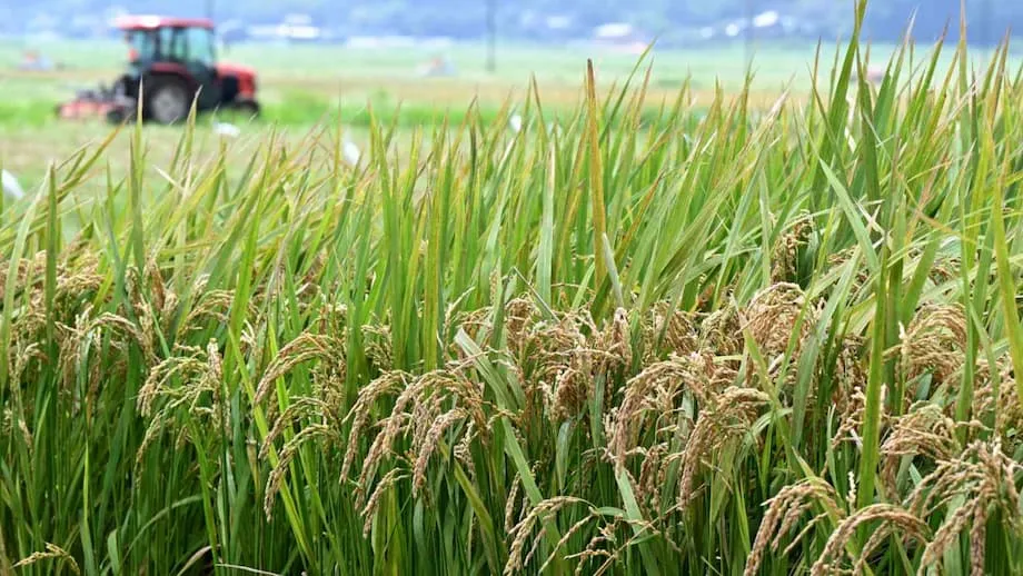 Binabago ng Japan ang Patakaran sa Bigas: Bagong Panahon para sa Seguridad sa Pagkain at mga Magsasaka