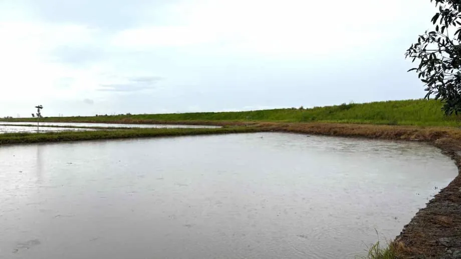 Dinadala ng Toshiba ang Makabagong Pagtataya ng Panahon sa mga Magsasaka ng Palay sa Malaysia: Hakbang Tungo sa Matalino at Matatag na Agrikultura sa Harap ng Pagbabago ng Klima