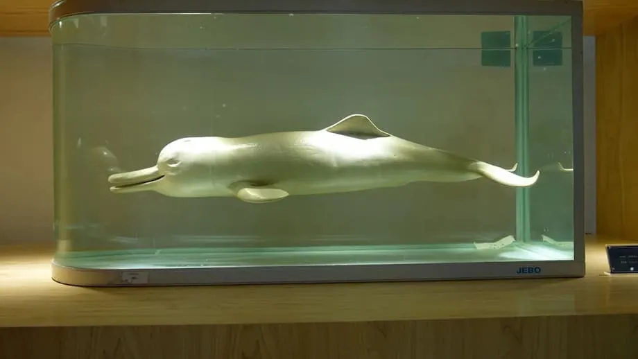 Pagliligtas sa Yangtze Finless Porpoise: Laban ng Tsina para Sagipin ang Huli nitong Dolphin sa Ilog