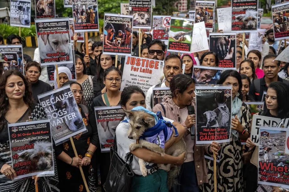 Binago ng Korte Suprema ng India ang Utos sa mga Asong Gala Matapos ang Malawakang Pagbatikos: Pagbabalanse sa Kaligtasan, Malasakit, at Praktikalidad
