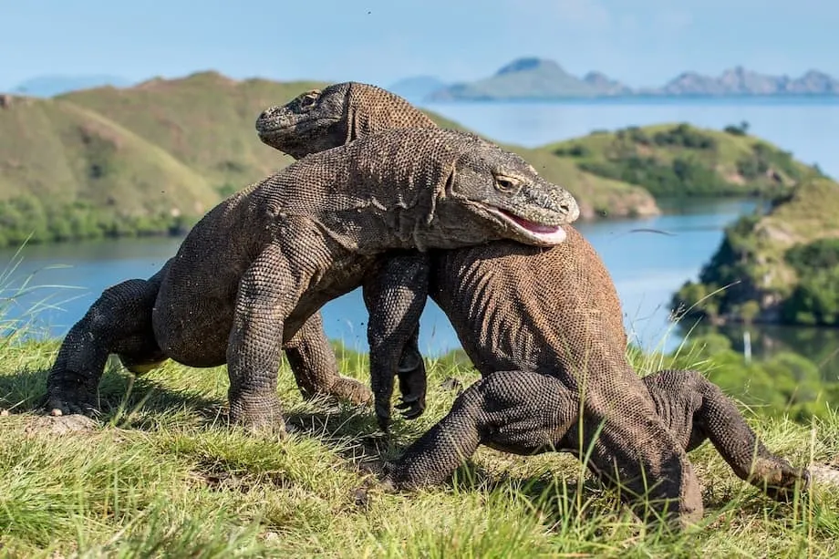 Mga Mararangyang Villa sa Komodo National Park: Nagbunsod ng Matinding Pagtutol at Pandaigdigang Debate ang mga Plano sa Pagpapaunlad
