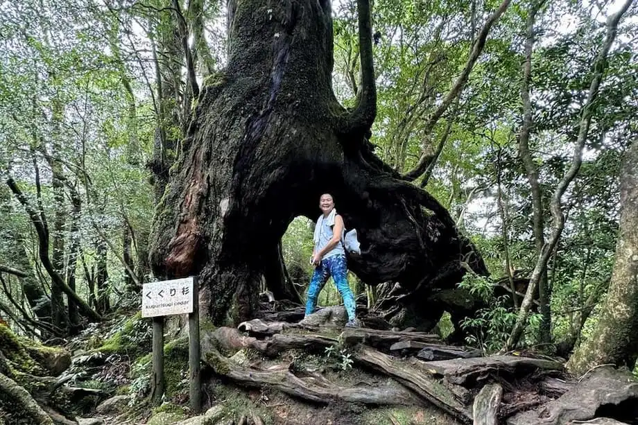 Yakushima: Ang Sinaunang Pulo ng Kagubatan na Nagbigay-Inspirasyon sa Princess Mononoke