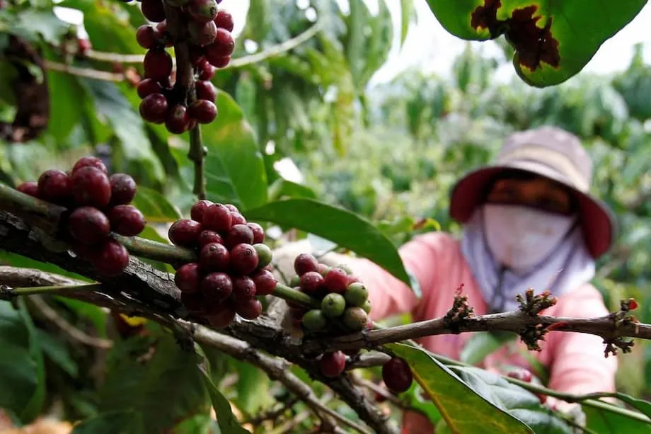 Umakyat sa Pandaigdigang Tanghalan ang Industriya ng Kape ng Vietnam sa Gitna ng Pagsirit ng Presyo at Pagbabago ng mga Pamilihan