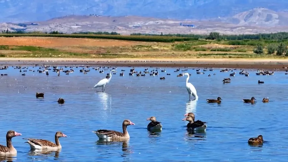 Ginawang Kanlungan ng Biodibersidad ng mga Migratoryong Ibon ang Aweitan Reservoir sa Xinjiang