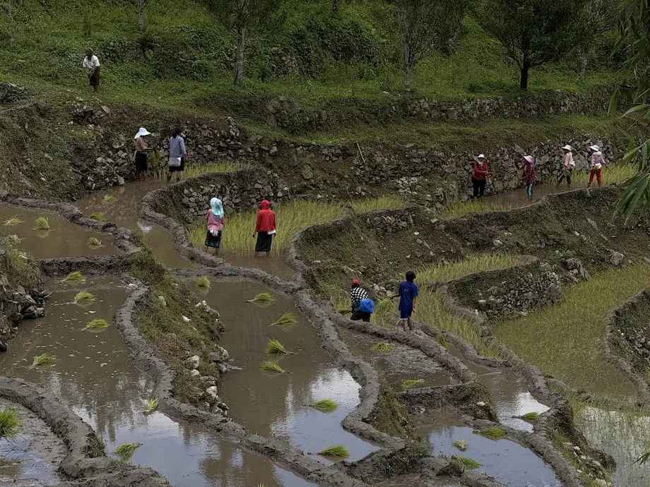 Nanganganib ang sektor ng palay sa Bhutan dahil sa kakulangan ng manggagawa, lumiit na lupang sakahan at pabago-bagong klima