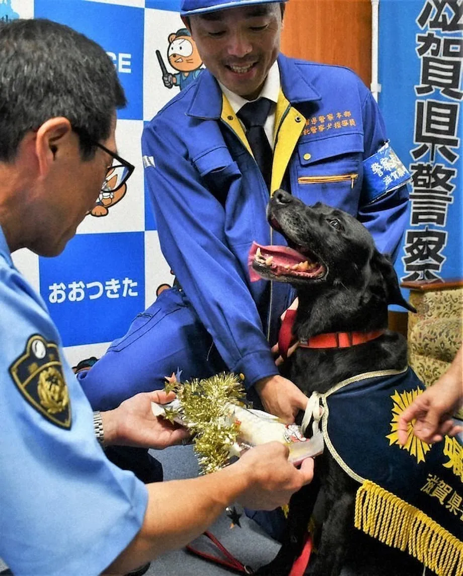 Pinarangalan ang Labrador retriever matapos tumulong matagpuan ang nawawalang matandang babae sa Otsu