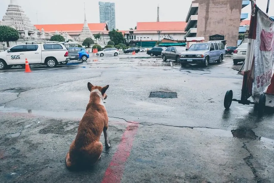 Nagtalaga ang Bangkok ng mga Sona ng Epidemya ng Rabies at Nag-utos ng 30 Araw na Pagbabawal sa Paglipat ng mga Hayop