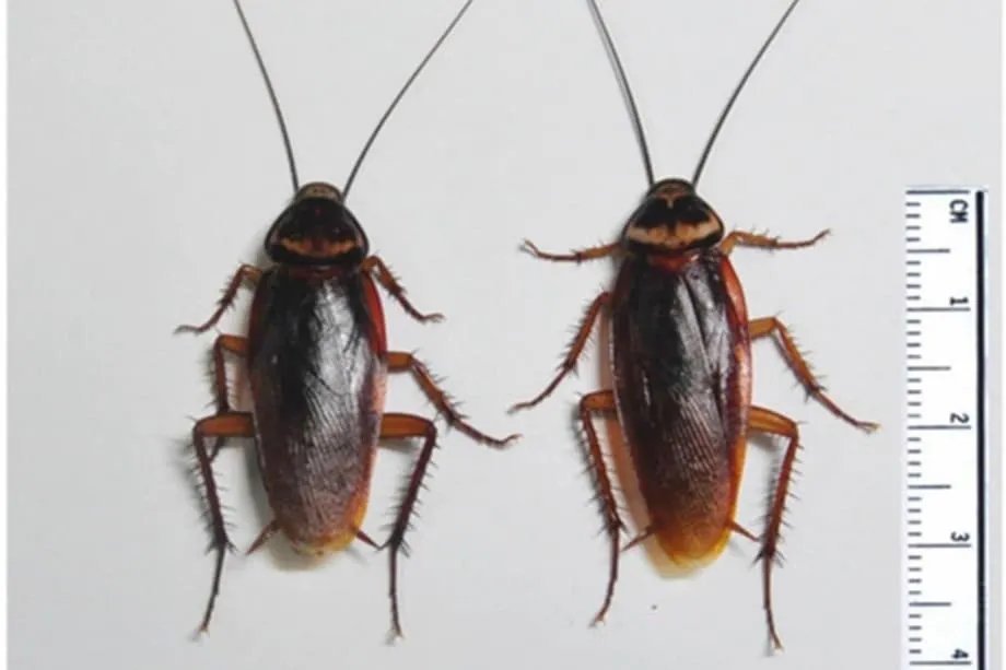 Kumakalat ang mga American cockroach sa mga restawran sa Japan, sinusubok ang pagkontrol sa peste at tiwala ng publiko