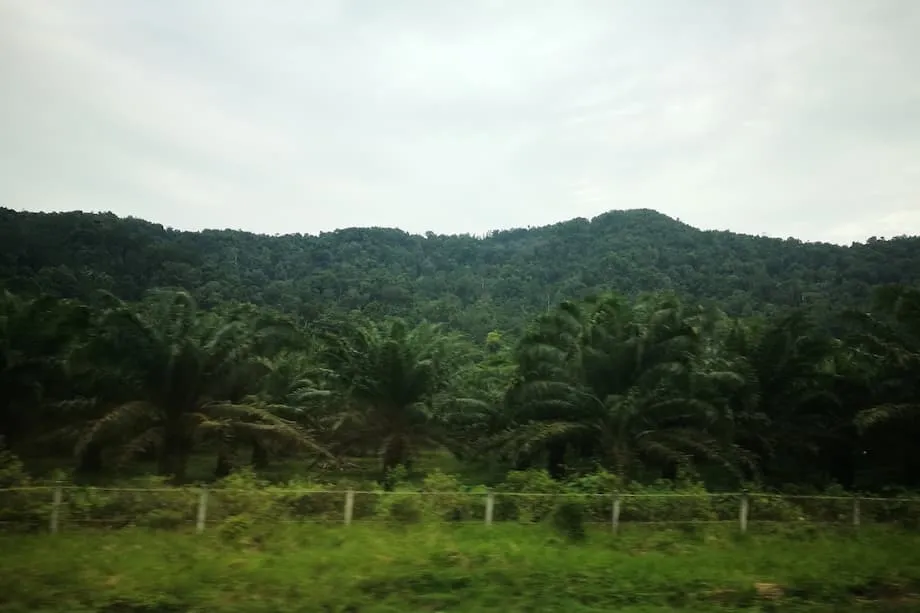 Inaagaw ng Indonesia ang mga Ilegal na Plantasyon ng Palm Oil at Bahagi ng mga Minahan ng Nikel sa Malawakang Kampanya ng Pagpapatupad ng Batas