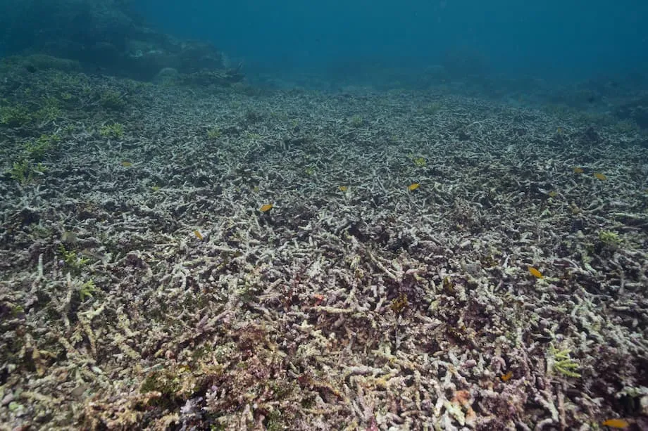 Nagpapatuloy ang Pagmimina sa Gag Island sa Raja Ampat sa Kabila ng Lumalaking Pangamba sa Pagkasira ng Bahura