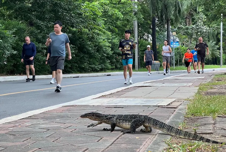 Nahaharap ang Bangkok sa Pagdami ng Bayawak sa mga Parke sa Lungsod