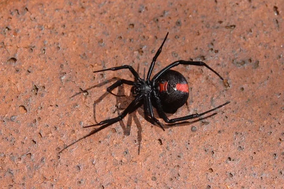 Naglabas ng babala ang Osaka Expo 2025 matapos makakita ng pugad ng redback spider sa pampublikong lugar