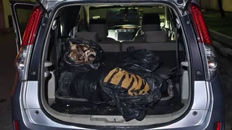 Pagpatay sa tigre sa Johor, nagbunsod ng mga pag-aresto, galit ng publiko at panibagong kampanya laban sa trafficking