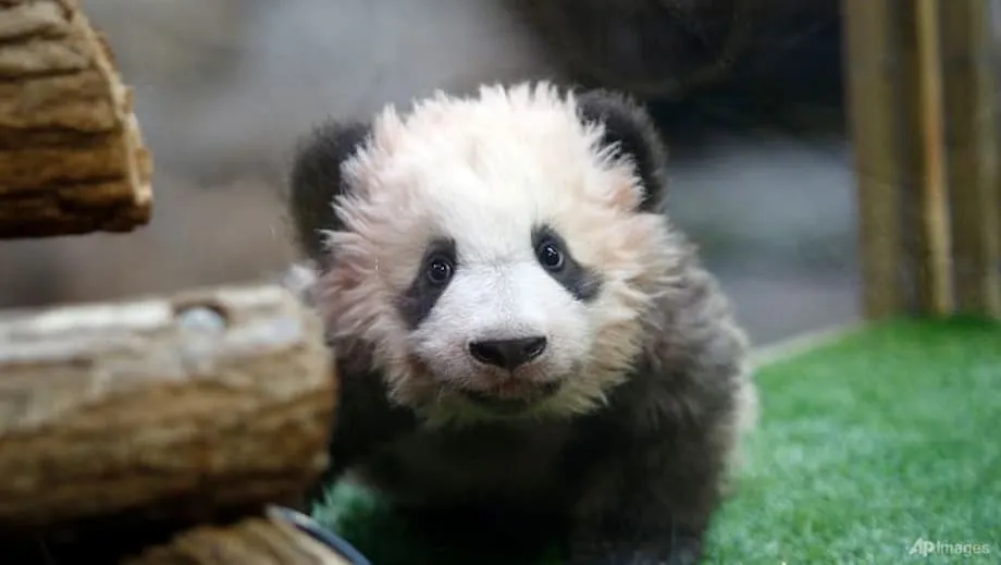 Ibabalik ng Beauval Zoo sa China ang mga Panda na sina Huan Huan at Yuan Zi Matapos Masuring May Sakit sa Bato