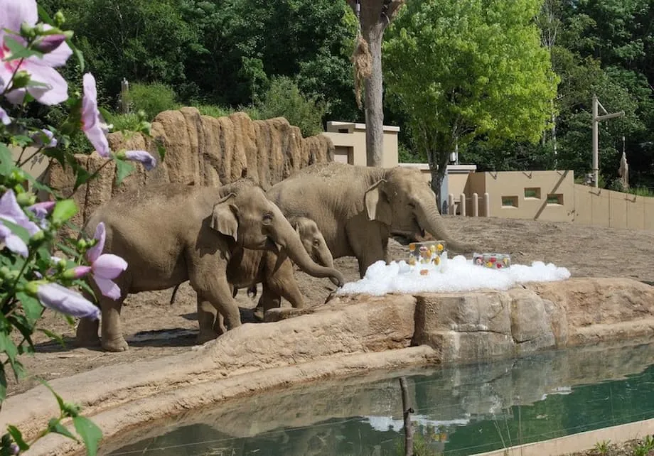 Mga Donasyong Prutas ang Nagpapakain sa mga Hayop sa Sapporo Maruyama Zoo Habang Tumataas ang mga Gastos