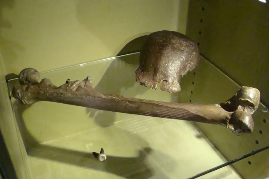 Ibabalik ng Netherlands sa Indonesia ang mga Fossil ng Java Man