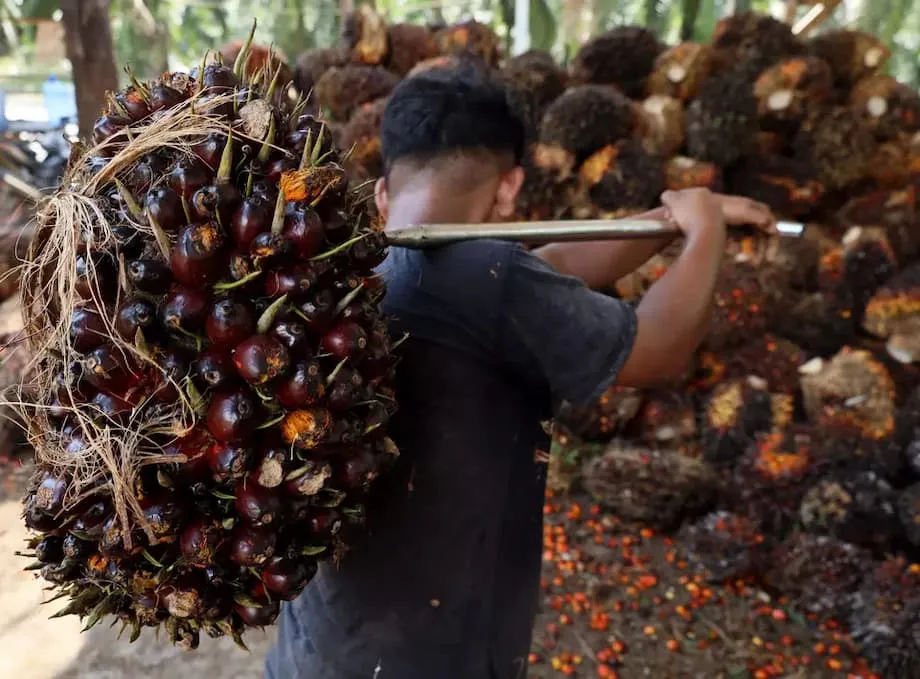 Sumirit ng 35 porsiyento ang mga export ng palm oil ng Indonesia habang tumataas ang mga presyo at binabago ng patakaran sa biodiesel ang kalakalan