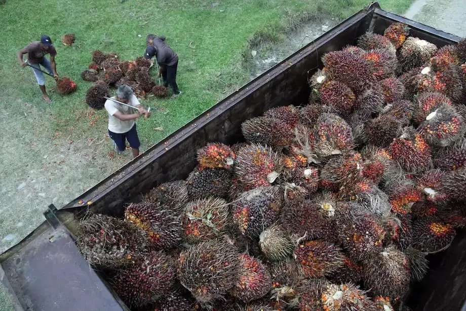 Humihiling ang China ng Garantisadong Suplay ng Langis ng Palma mula Indonesia Habang Tumataas ang Demand at Pinaghahandaan ng Jakarta ang B50