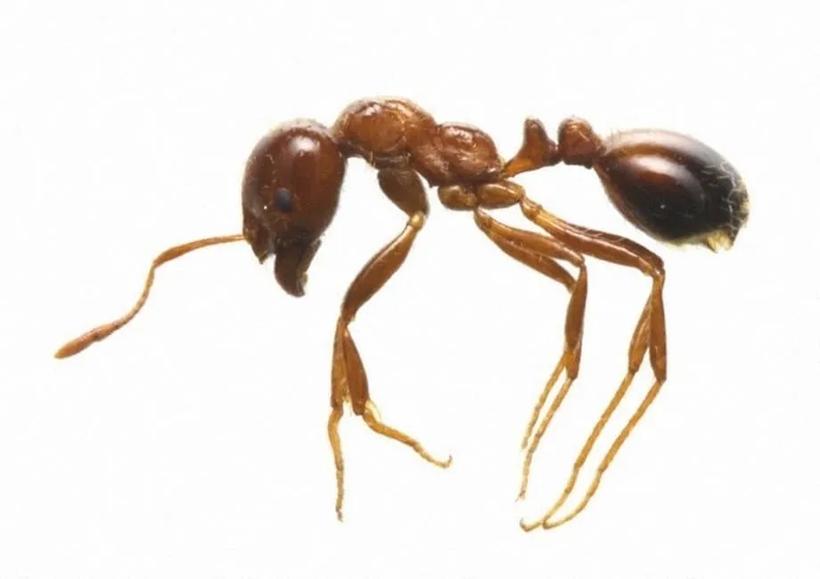 Pinakamalaking Pagtuklas ng mga Langgam na Apoy sa Daungan ng Tokyo, Nagpasiklab ng Agarang Tugon at mga Hakbang sa Hangganan