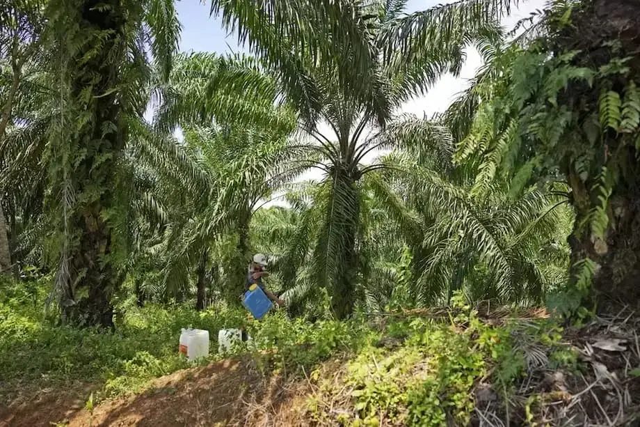 Inilipat ng Indonesia sa kompanya ng estado ang 1.8 milyong ektarya ng sinamsam na lupang taniman ng palma