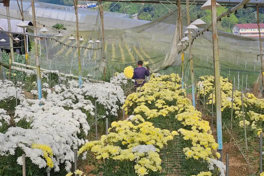 Nahaharap sa Matinding Pagsubok ang Sentro ng Bulaklak ng Malaysia Dahil sa Kakulangan sa Manggagawa at Mas Murang Inaangkat na Produkto
