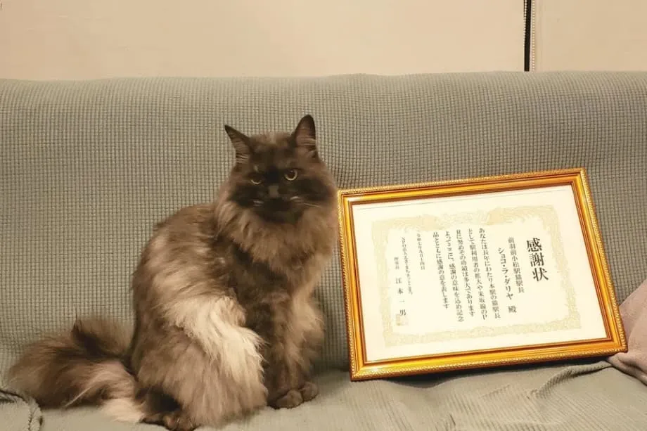 Nagretiro ang Pusang si Chocolat Bilang Stationmaster sa Yamagata Matapos Maghatid ng Saya sa Loob ng Ilang Taon