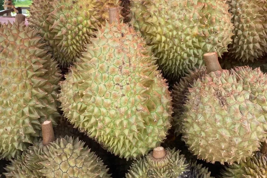 Nagsisikap ang Indonesia na direktang magbenta ng durian sa China; tampok ang cold chain at kalinisan