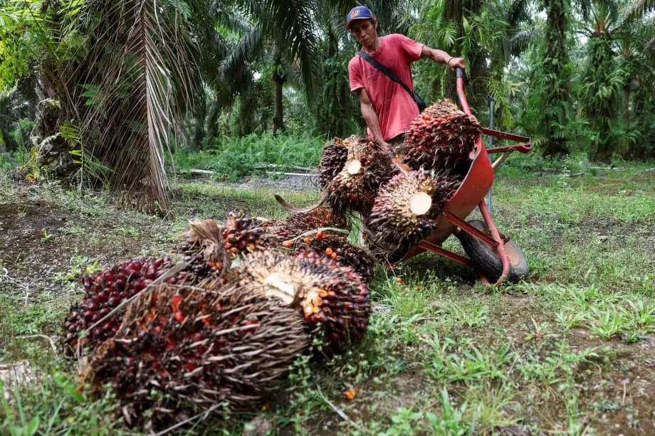 Yumayanig sa pandaigdigang supply chain ang pag-agaw ng militar sa mga plantasyon ng palm oil sa Indonesia