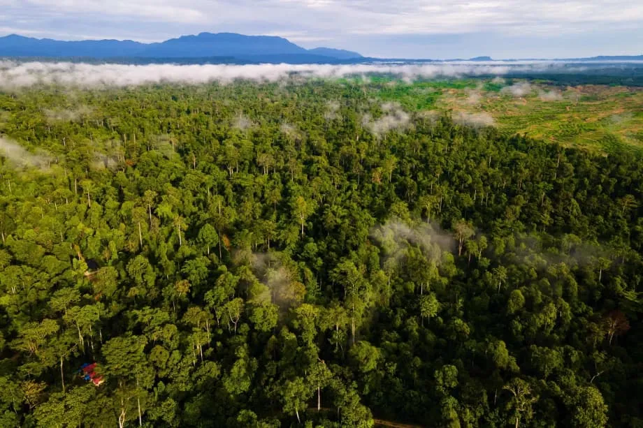 Indonesia at ang Tropical Forests Forever Facility sa COP30