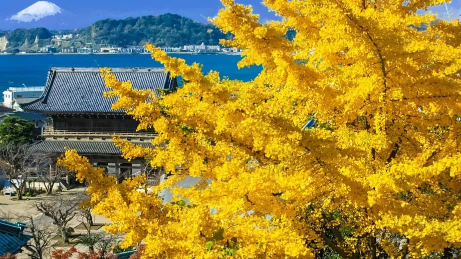 Kamakura sa Taglagas: Mula Templo Patungo sa Templo sa Gitna ng Mapulang Maple at Ginintuang Ginkgo