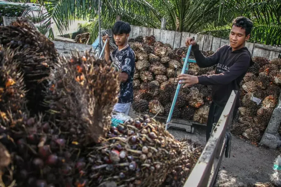 Nakaharap ng Pagluwag sa Taripa ang Langis ng Palma ng Indonesia, Kasabay ng Pagsusuri sa Pagkakalbo ng Kagubatan