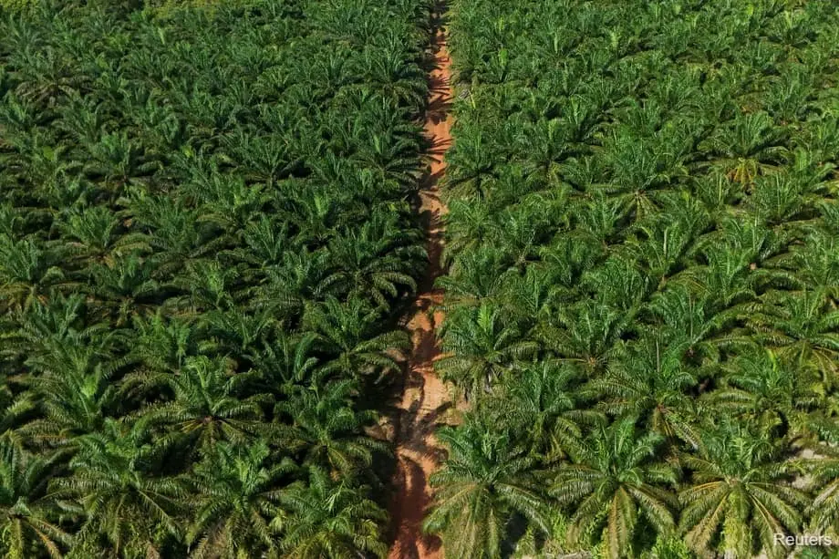 Magdaragdag ang Indonesia ng 600,000 Ektarya ng mga Plantasyon ng Langis ng Palma sa Gitna ng Pagsusulong ng Biofuel