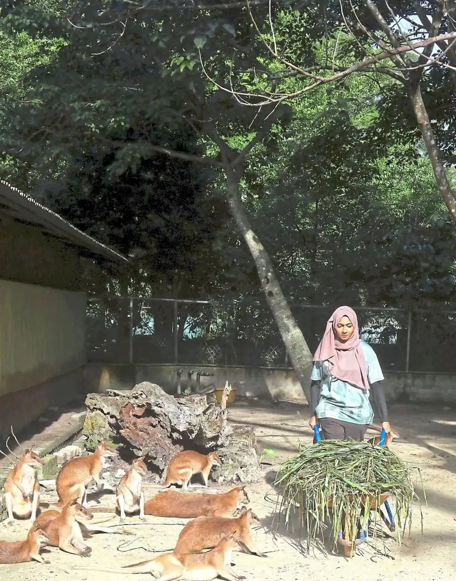 Malaki ang Ambag ng mga Volunteer sa Zoo Negara sa Pamamagitan ng Programang KeeperKu
