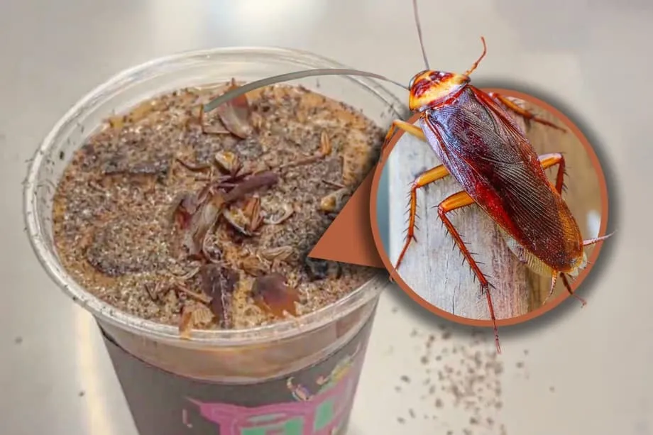 Kape na may Ipis sa Beijing: Ang Inuming mula sa Museo ng Insekto na Nag-viral