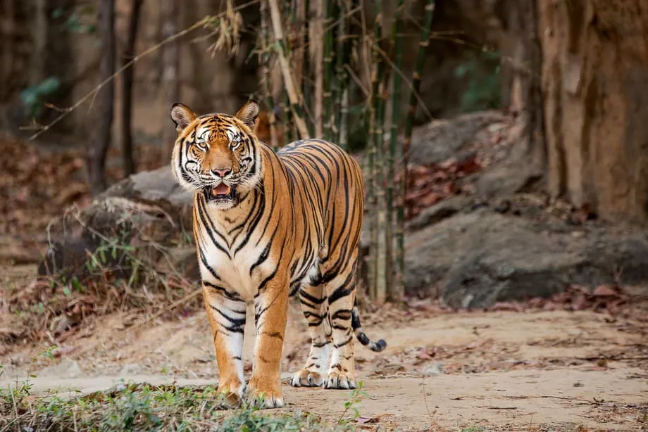 Inilalantad ng mga GPS Collar ang Kakulangan sa Biktima at mga Panganib sa Henetika para sa Huling mga Tigre ng Indotsina sa Thailand