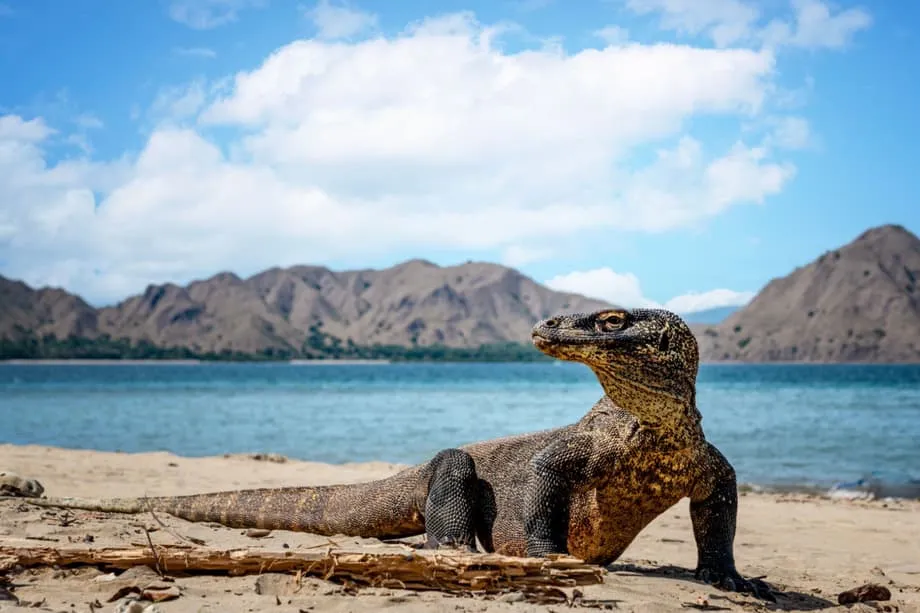 Binubuksan ng Bagong Direktang Ferry Mula Bali Patungong Komodo ang Kapuluan para sa mga Biyahe sa Iba't Ibang Hintuan
