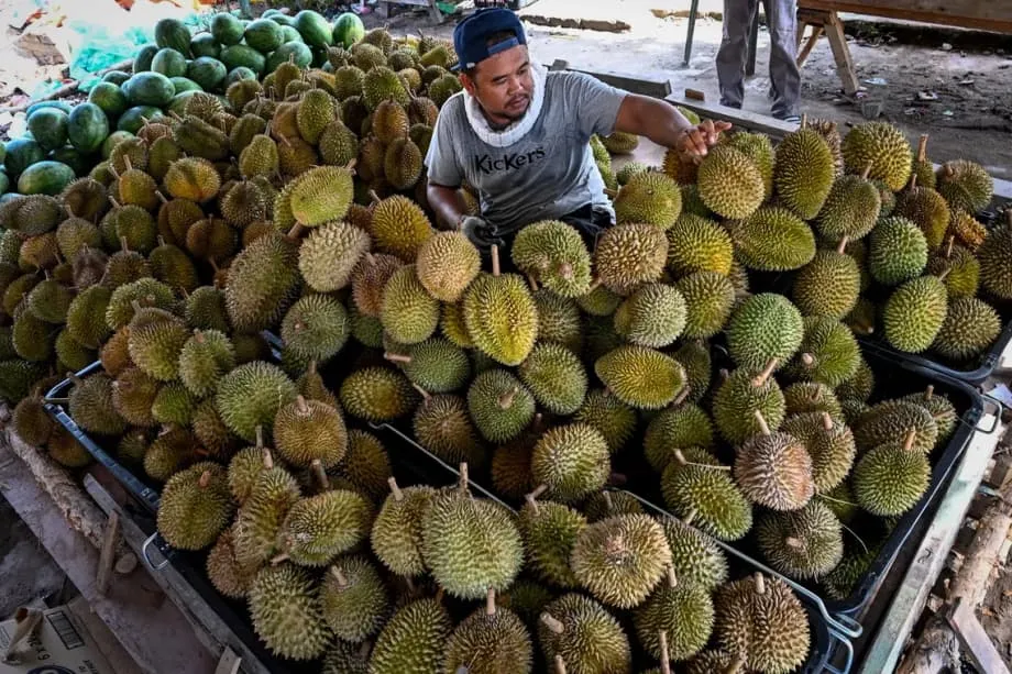 Naglalaban ang Durian at Pinya para Maging Pambansang Prutas ng Malaysia