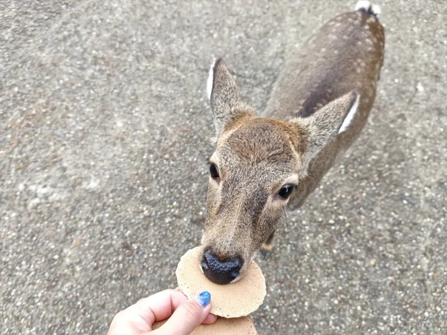 Epekto ng Babala ng China sa Paglalakbay sa Japan sa Turismo ng Nara