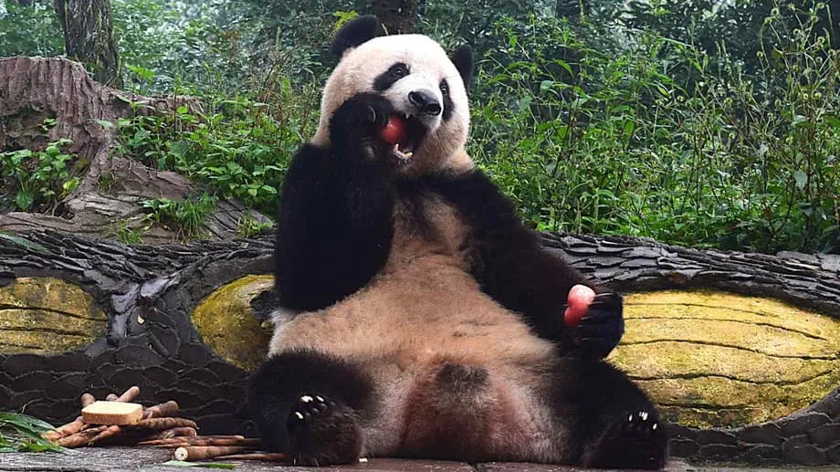 Mula sa Bituin ng Ueno, Naging Residente ng Sichuan: Maayos ang Buhay ni Xiang Xiang sa Pagbabalik sa China
