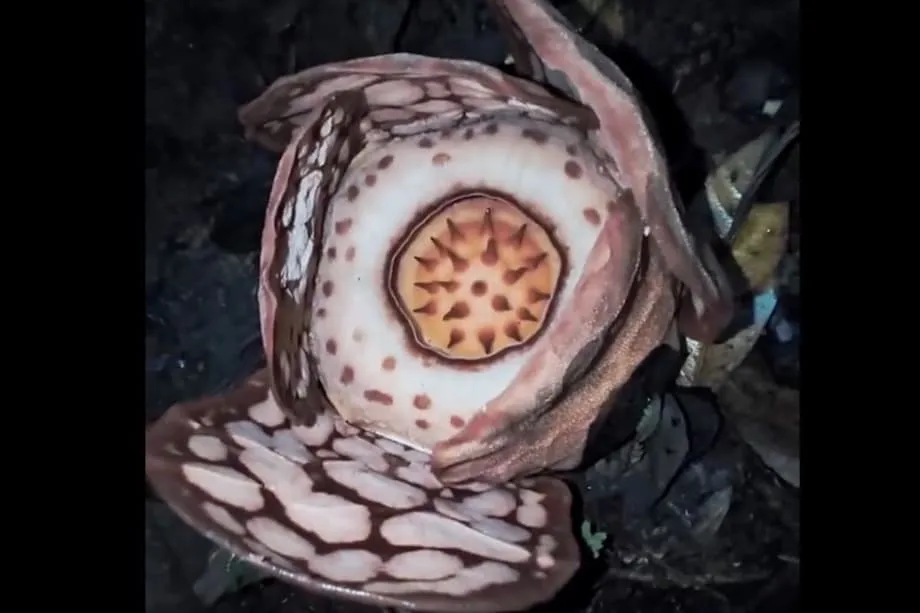 Muling Pagkatuklas sa Bihirang Bulaklak na Rafflesia, Nagpasiklab ng Debate sa Pagpapalit ng Pangalan ng Genus mula sa Kolonyal na Pangalan