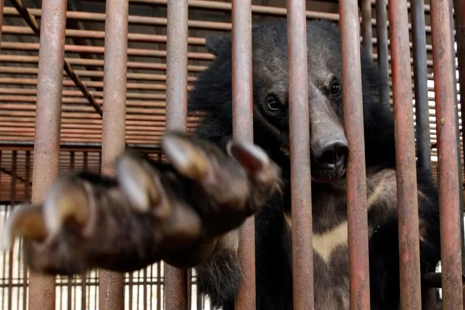 Makasaysayang Pagbabawal ng South Korea sa Pag-aalaga ng Oso para sa Apdo: Bagong Panahon para sa Kapakanan ng mga Hayop