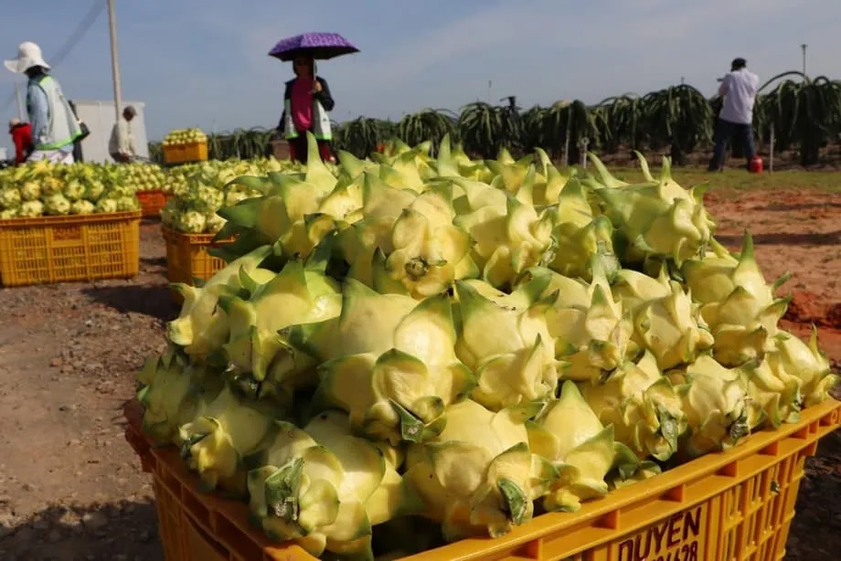 Bumagsak sa pinakamababang antas sa loob ng 11 taon ang pag-export ng dragon fruit ng Vietnam dahil sa pandaigdigang kompetisyon