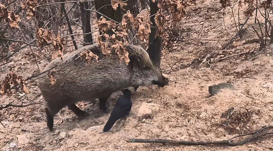 Dumadami ang Baboy-ramo sa Mount Bukhan National Park ng Seoul