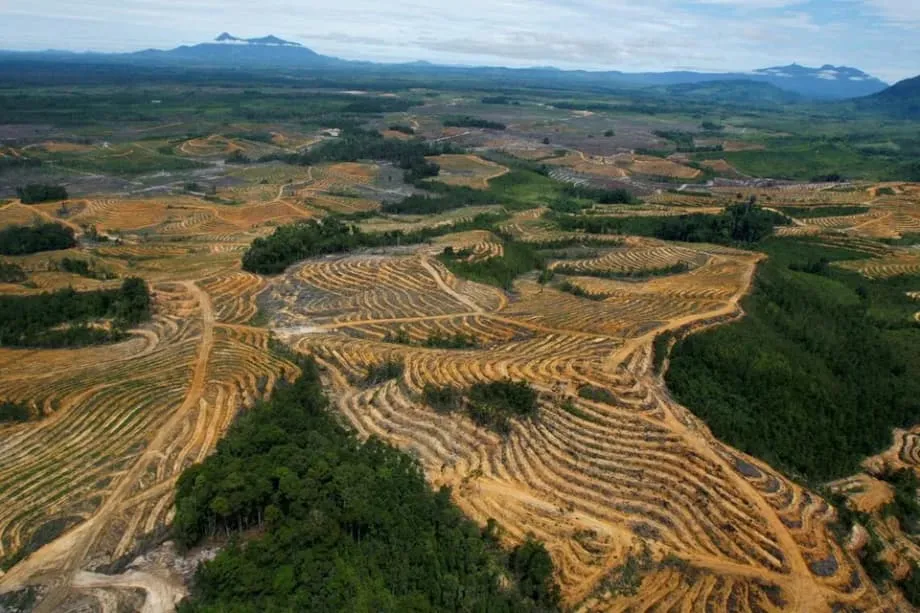 Pinalalawak ng Indonesia ang kampanya sa pagsamsam ng mga plantasyon ng palm oil, planong umabot sa 5 milyong ektarya pa