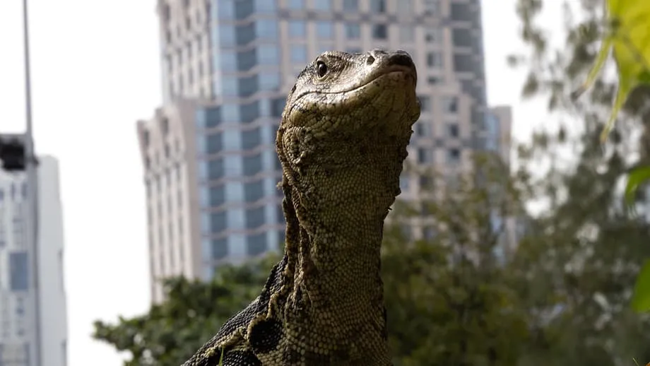 Mga Higanteng Reptilya sa Bangkok: Paano Sinakop ng mga Bayawak ang Lungsod